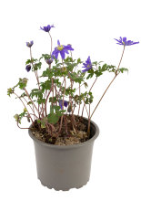 Løgmix flere sorter 9 cm potte